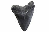 Fossil Megalodon Tooth - South Carolina #371776-2